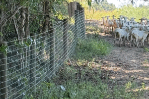 fence for livestock